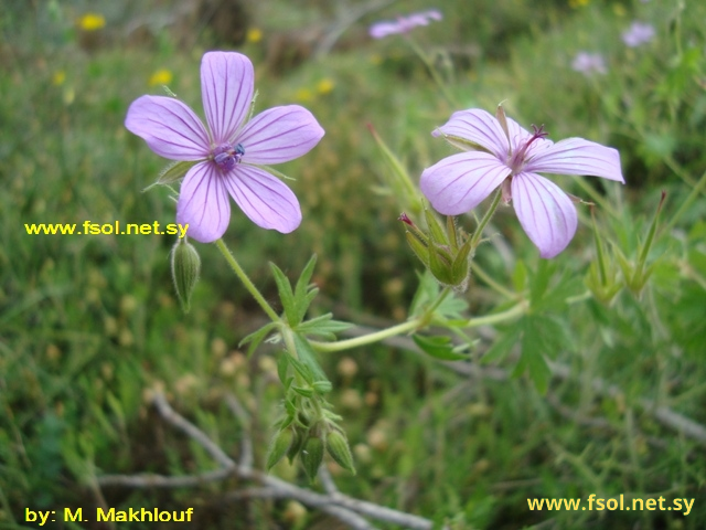 Geranium asphodeloides Burm.
